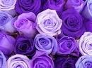 purple roses | Tumblr
