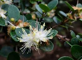 Image result for "Eugenia excisa"