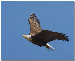 Flying Eagles - Canon Digital Photography Forums - Eagle4-1