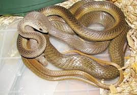 Image result for Psammophis phillipsii
