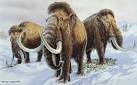 Woolly mammoths during the