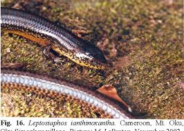 Image result for Leptosiaphos ianthinoxantha