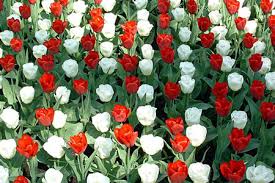 مهرجان الزهور في هولندا. Images?q=tbn:ANd9GcSnEg-tH2rIlp61Gufi0mWsxLx1cdvL4JePWNpYJ8ylMb1mavGarA