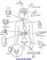 The <b>endocrine system</b> is one of