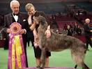 WESTMINSTER DOG SHOW 2011 Pictures - CBS News