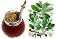 Yerba Mate - Nature's Most Effective Energy Drink | Gnet Health