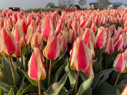 Image result for Tulipa
  ( Mary Ann Tulip )