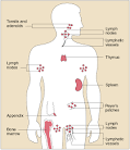 Organs of the <b>Immune System</b>