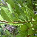<b>Laurus</b> nobilis, Bay Leaf