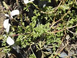 Image result for Pelargonium fragile