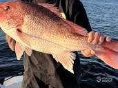 Daily Rosemary Beach Fishing Reports (April 2024)