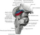 joins the <b>brainstem</b> on the