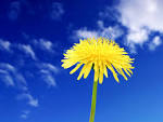 Yellow Dandelion - wallpaper | luke mcreynolds