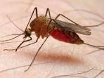 me: Could <b>malaria</b>-infected