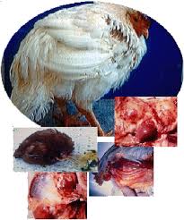 بعض أهم الأمراض التي تصيب الدجاج  Images?q=tbn:ANd9GcSss9qvrnfErO-2Lt33R_T5v-zGsmitrAQTExWIvwAe9KA2kVeK