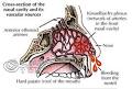 EPISTAXIS - EPISTAXIS, Sino-western joint literature, disease ...