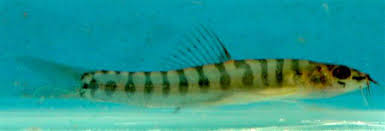 Image result for Nemacheilus drassensis