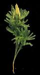 <b>Lycopodiaceae</b> Dendrolycopodium