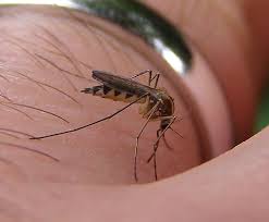 Malaysia thả muỗi triệt sản để chống sốt xuất huyết  Images?q=tbn:ANd9GcStx4L53MV185DjqXV_TBdWFInpLasH7r4CvZzs9lg2klfFSpNeGA