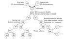 What is <b>mosaicism</b>?