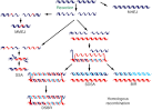 <b>DNA</b> double-strand <b>breaks</b>