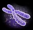 Anomalías <b>Cromosómicas</b>