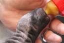 ZooBorns: Honey Badger