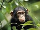 Photo: A young chimpanzee