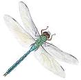 images\dragonfly.gif