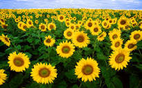 Juan Pablo & Nikki Ferrell Facebook - Twitter Updates - Fan Forum -Discussion - Thread #7 - Page 23 Sunflowers