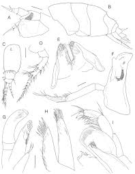 Image result for Socarnes bidenticulatus