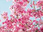 Puisi Bunga Sakura