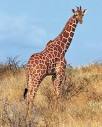 giraffa pronunciation