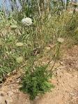 File:<b>Daucus carota</b>.jpg