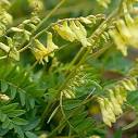 <b>Astragalus Membranaceus</b> / Root