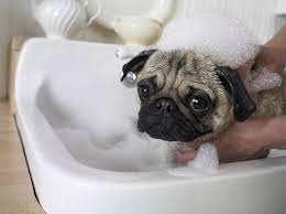 How to Keep Your Puppy\u0026#39;s Skin Moisturized | Dog Care - The Daily Puppy - dv1909038