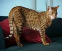 The $22,000 Ashera cat isn't even the most expensive feline. What ...