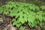File:<b>Epimedium</b> koreanum 06.JPG