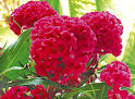 <b>Celosias</b> – also known as