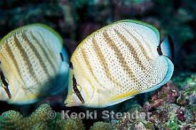 Image result for Chaetodon multicinctus