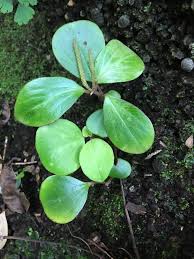 Image result for "Peperomia latifolia"