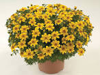 Tried & True <b>Bidens</b> Goldilocks