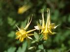<b>Aquilegia</b> chrysantha flowers.