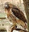 Red-tailed Hawk - Wikipedia, the free encyclopedia