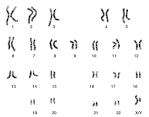 human male <b>chromosomes</b>.gif