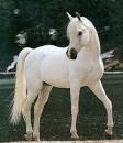 cheval blanc pronunciation