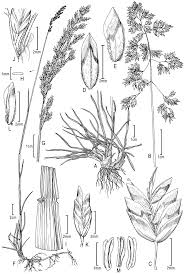 Image result for "Poa orizabensis"