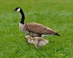 Goslings