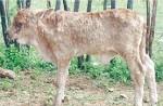 <b>Lumpy Skin Disease</b> (LSD).