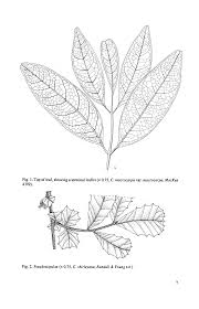 Image result for "Cupaniopsis atrotheca"